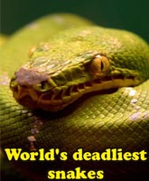 Самые опасные змеи в мире